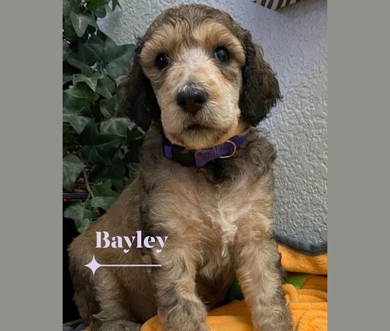 Bayley, a Poodle (Standard) tested with EmbarkVet.com