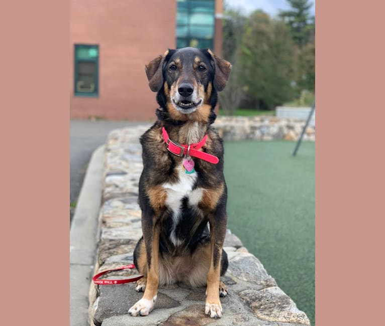 Black and tan coonhound golden retriever mix top