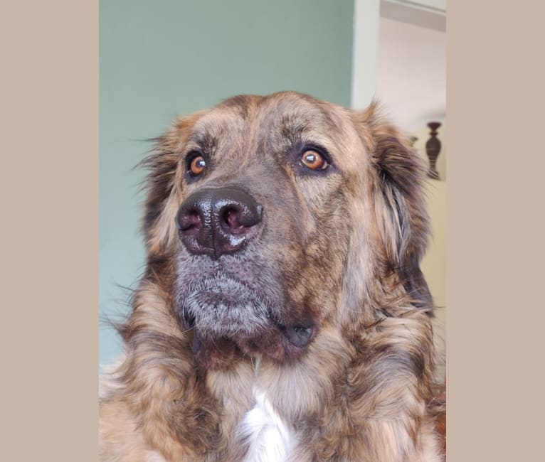 Calvin, a Maremma Sheepdog and Saint Bernard mix tested with EmbarkVet.com