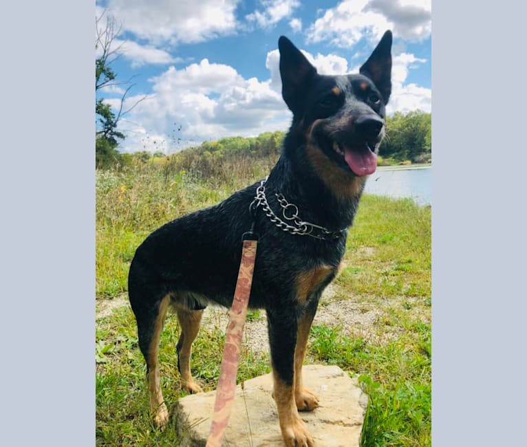 Photo of Jaeger, an Australian Cattle Dog  in West Point, IA, USA