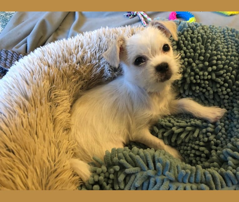Photo of Apollonius, a Shih Tzu, Chihuahua, and Poodle (Small) mix in Texas, USA