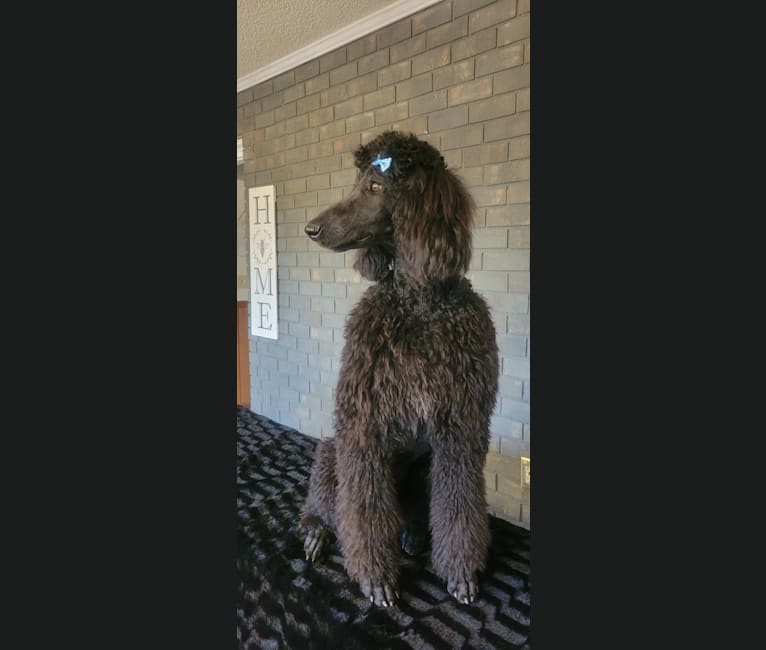 Photo of Rainah louise, a Poodle (Standard)  in Portland, Texas, USA