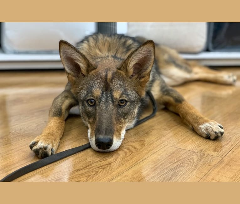 Cilantro, a Border Collie and Coyote mix tested with EmbarkVet.com