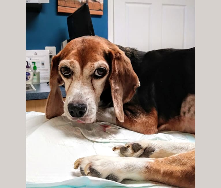 Ollie, a Beagle tested with EmbarkVet.com