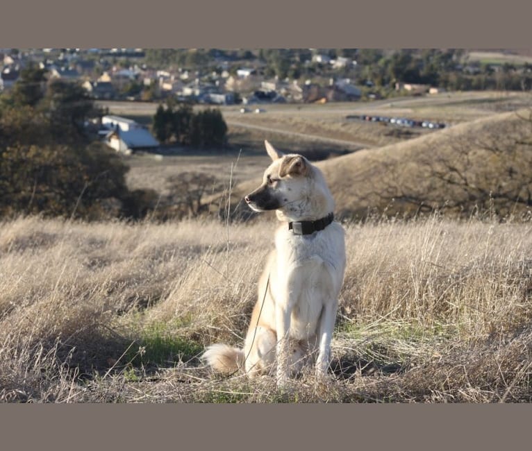 Mana Kia'i, an East Asian Village Dog tested with EmbarkVet.com