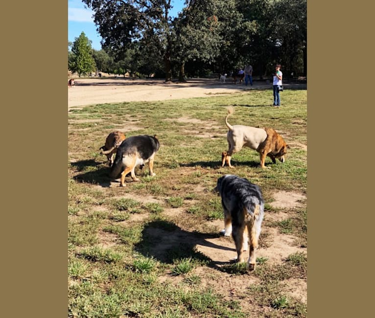 Photo of Burt, a Chow Chow, German Shepherd Dog, Australian Shepherd, and Mixed mix in California, USA