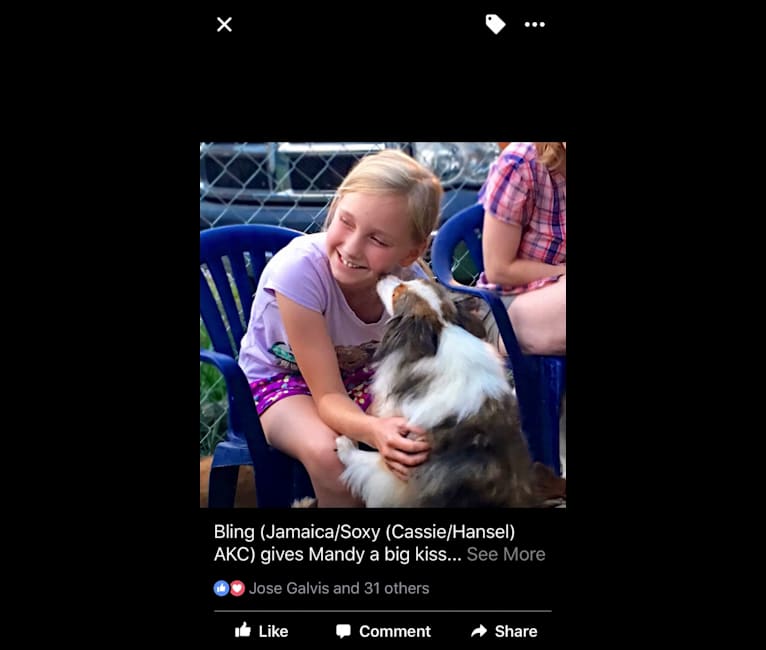 Bling, a Shetland Sheepdog tested with EmbarkVet.com