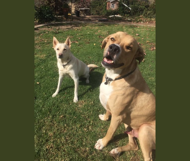 Roscoe, an American Pit Bull Terrier and German Shepherd Dog mix tested with EmbarkVet.com