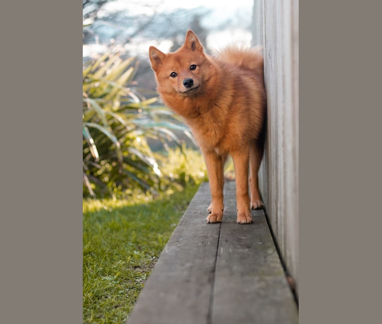 Mika, a Finnish Spitz tested with EmbarkVet.com