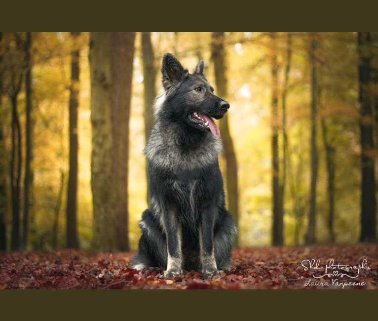 Photo of Mystic, a German Shepherd Dog  in Mettet, Région Wallonne, Belgique