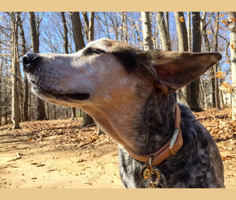 JD, an Australian Cattle Dog and Coonhound mix tested with EmbarkVet.com