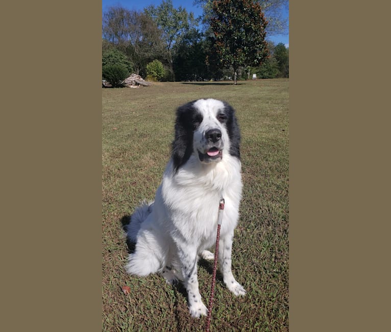 Po, a Great Pyrenees and Anatolian Shepherd Dog mix tested with EmbarkVet.com