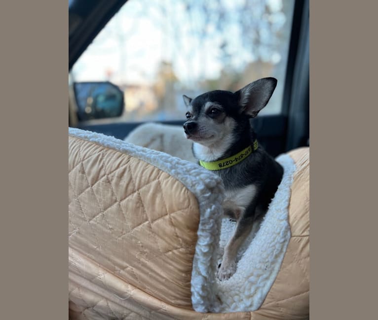 Photo of Alex, a Chihuahua and Dachshund mix in Massachusetts, USA