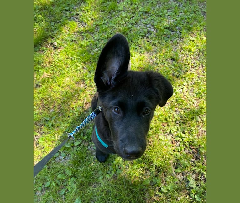 Otto (Othello), a German Shepherd Dog and Newfoundland mix tested with EmbarkVet.com