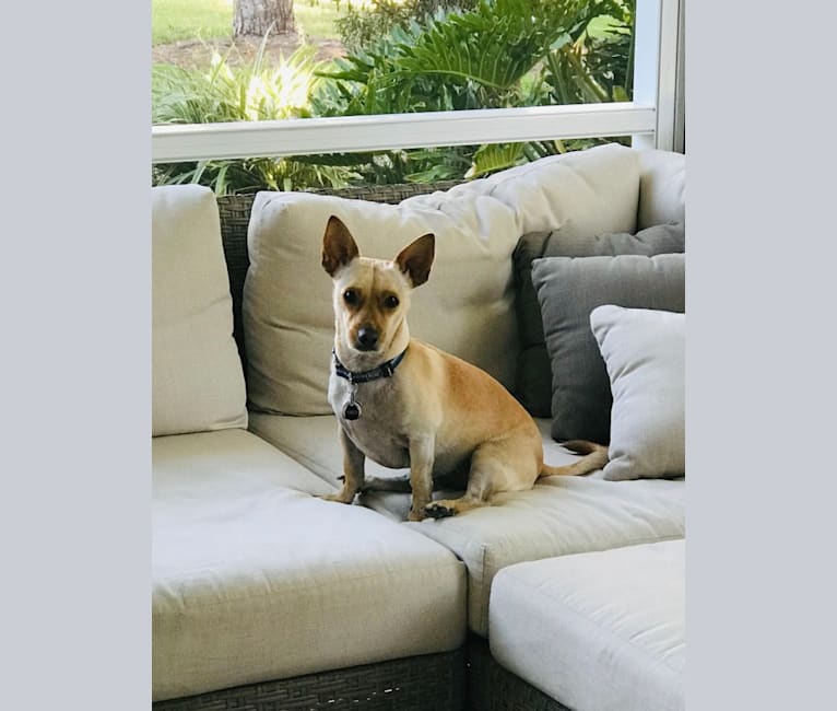Photo of Ferdi, an American Village Dog and Chihuahua mix in Puerto Rico