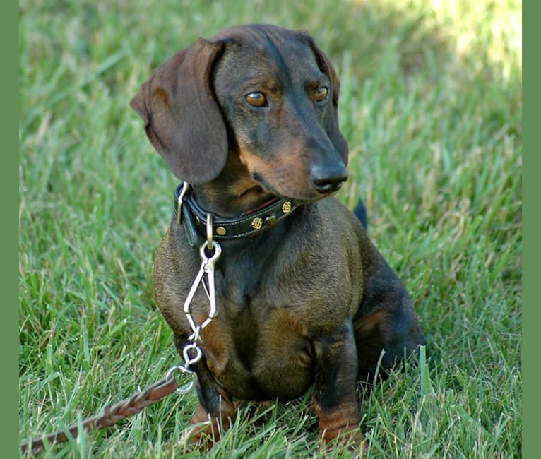 Buster, a Dachshund tested with EmbarkVet.com