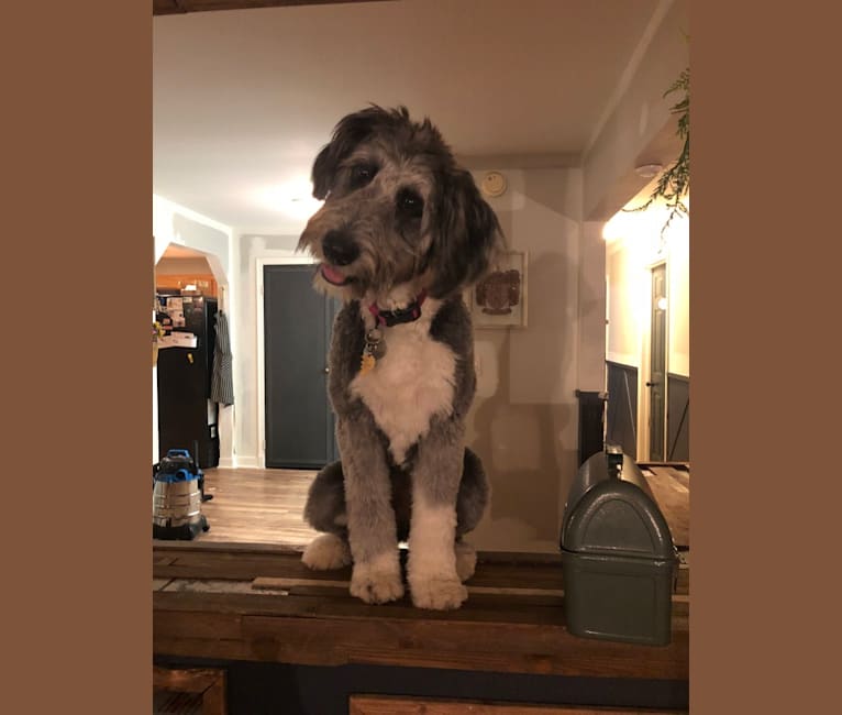 English shepherd and poodle new arrivals mix