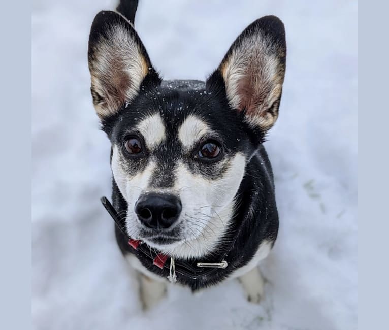 Sushi, a Siberian Husky and Chihuahua mix tested with EmbarkVet.com