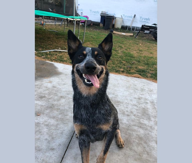 Photo of Jaeger, an Australian Cattle Dog  in West Point, IA, USA