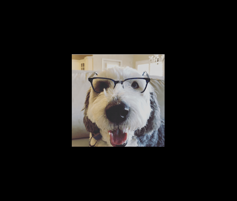 Pippa, an Old English Sheepdog tested with EmbarkVet.com