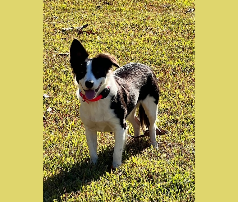 Photo of Ginny, a Border Collie, American Pit Bull Terrier, and Mixed mix in Tallahassee, Florida, USA