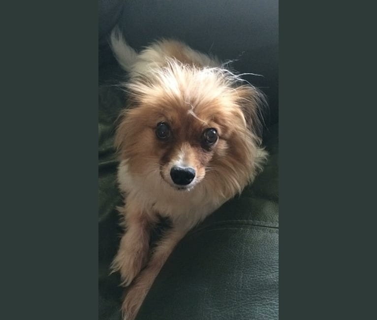 Embark Dog DNA Test Breed