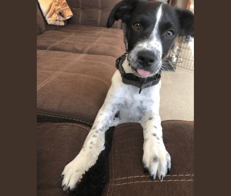 Riley, a German Shorthaired Pointer and Australian Cattle Dog mix tested with EmbarkVet.com