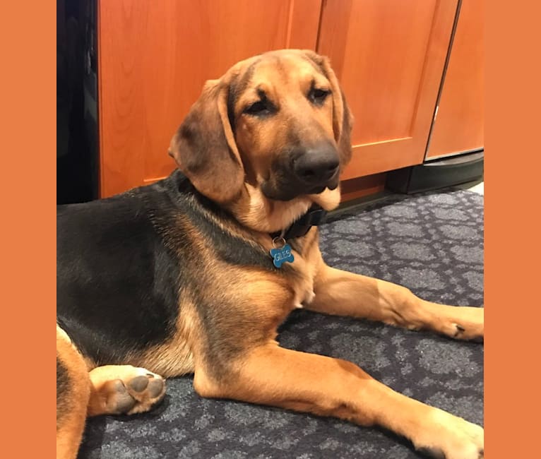 German shepherd basset discount hound mix