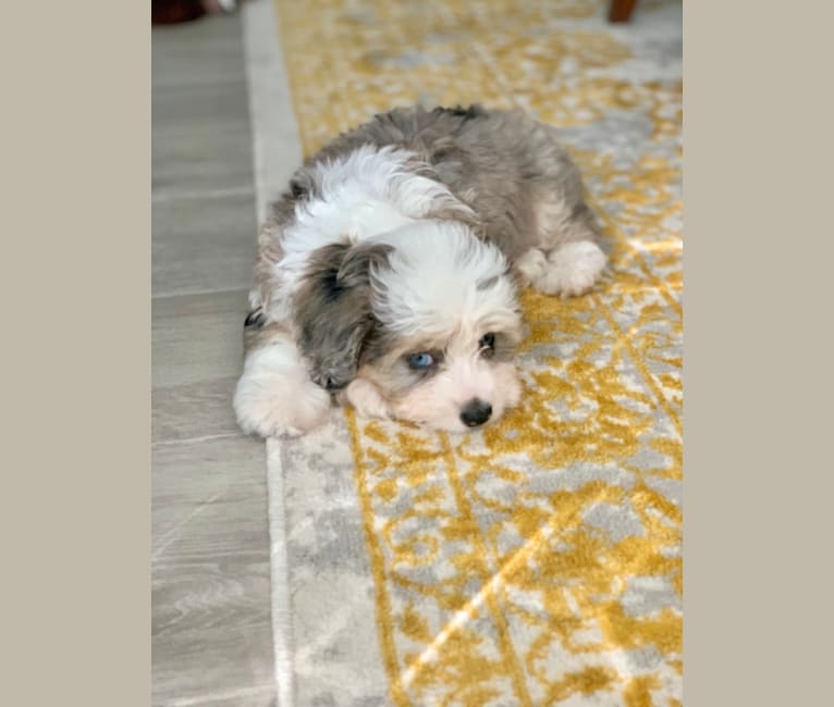 Atticus Blu, a Bichon Frise and Miniature/MAS-type Australian Shepherd mix tested with EmbarkVet.com