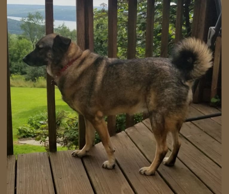 Foxhound americano elkhound sale