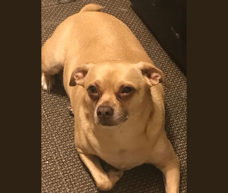 Embark Dog DNA Test Breed
