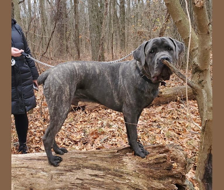 Rocco Roman Hughes, a Cane Corso tested with EmbarkVet.com