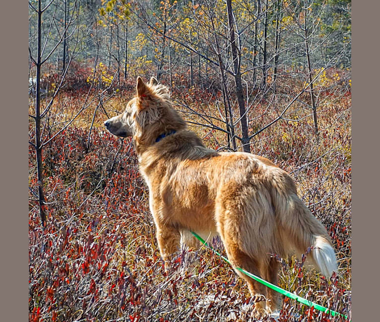 Bear a dog tested with EmbarkVet.com