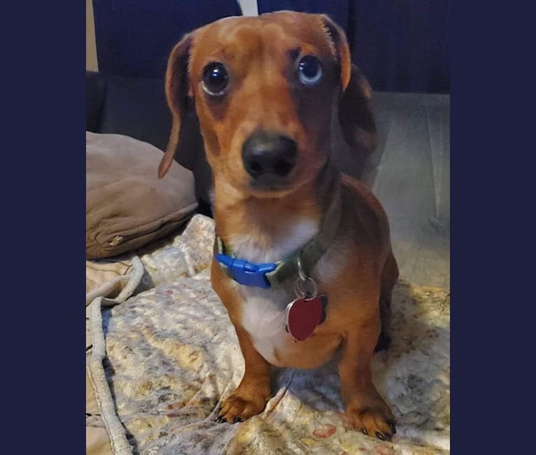 Casey, a Dachshund tested with EmbarkVet.com