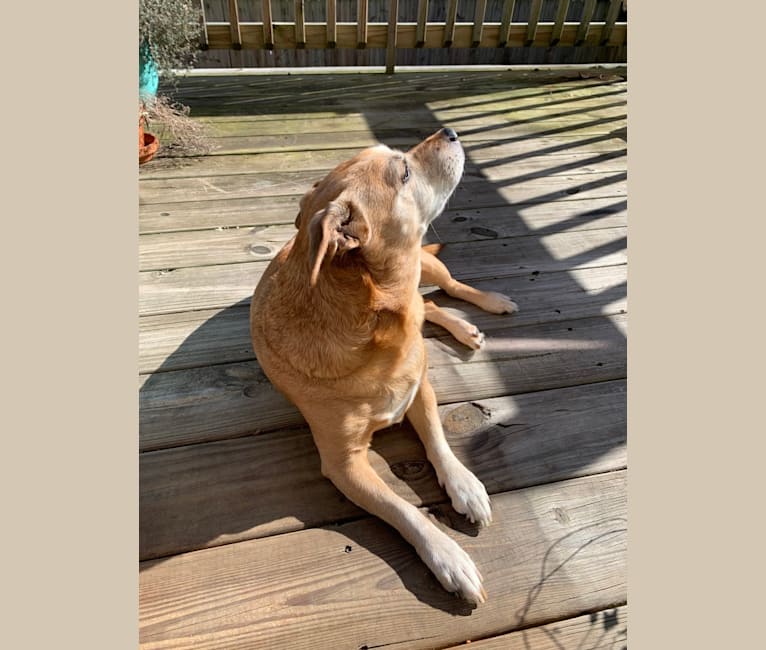 Dougie, a Chihuahua and Dachshund mix tested with EmbarkVet.com