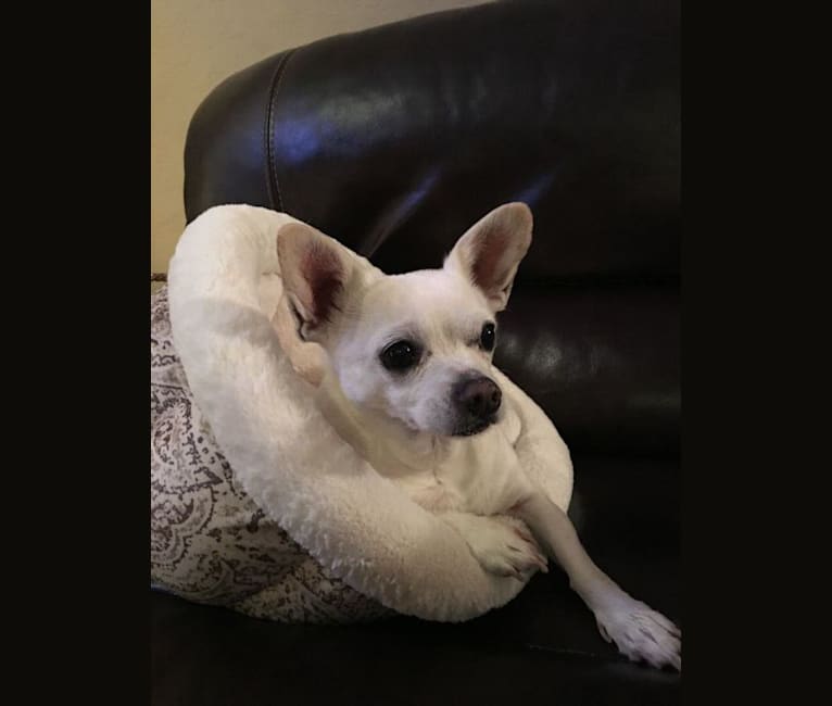 Billie, a Chihuahua and Maltese mix tested with EmbarkVet.com
