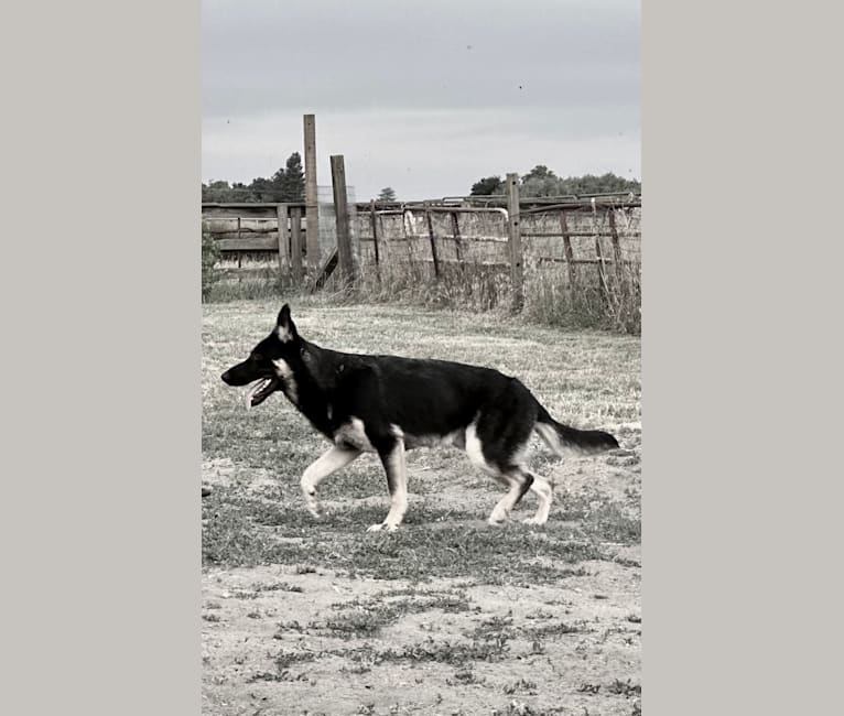 Pyro, a German Shepherd Dog (6.9% unresolved) tested with EmbarkVet.com