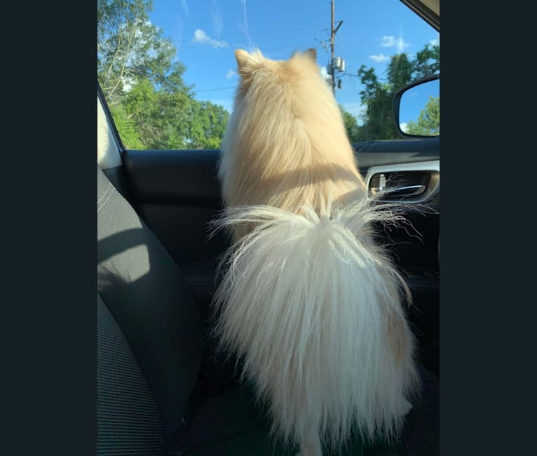 Koda, a Pomeranian tested with EmbarkVet.com