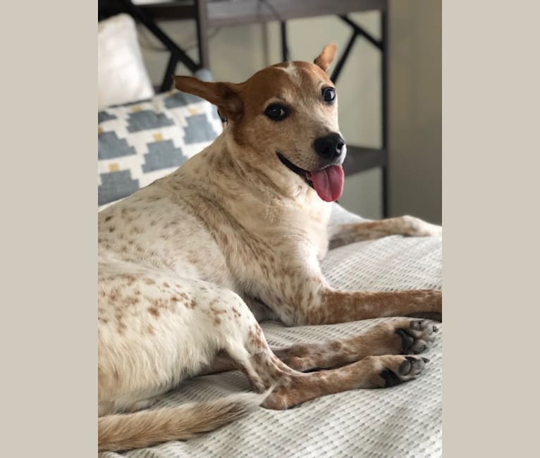 Rat terrier australian outlet cattle dog mix