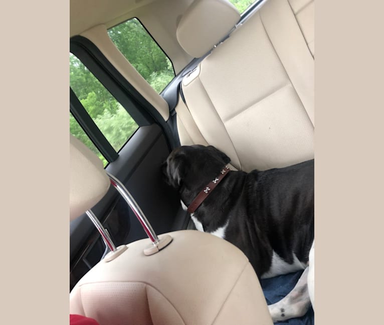 Volibear, an American Pit Bull Terrier and Labrador Retriever mix tested with EmbarkVet.com