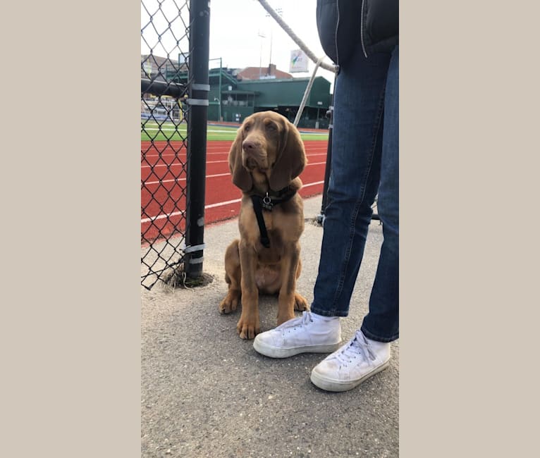 Abe, a Bloodhound and Labrador Retriever mix tested with EmbarkVet.com