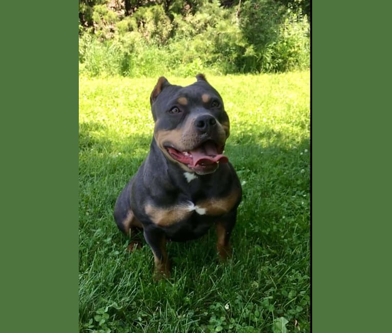 Blueberry, an American Bully tested with EmbarkVet.com