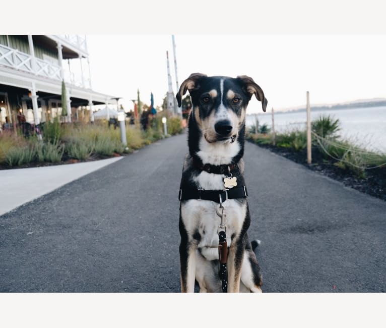 Coava, a German Shorthaired Pointer and Siberian Husky mix tested with EmbarkVet.com