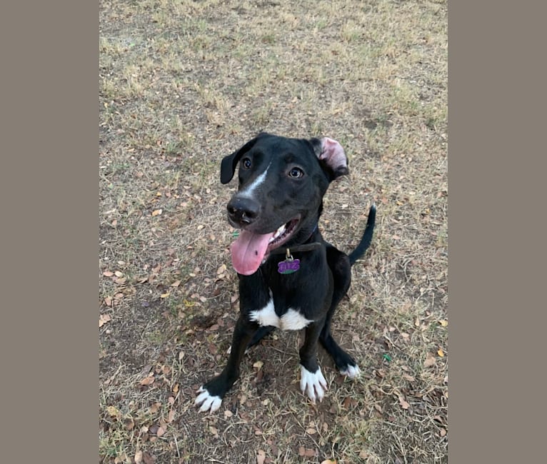 Labrador rat terrier mix sales