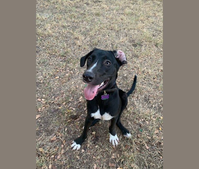 Fitz, an American Pit Bull Terrier and Rat Terrier mix tested with EmbarkVet.com