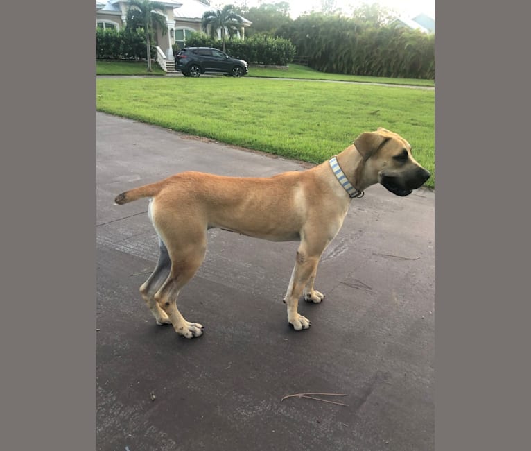 Kaya, a Boerboel tested with EmbarkVet.com