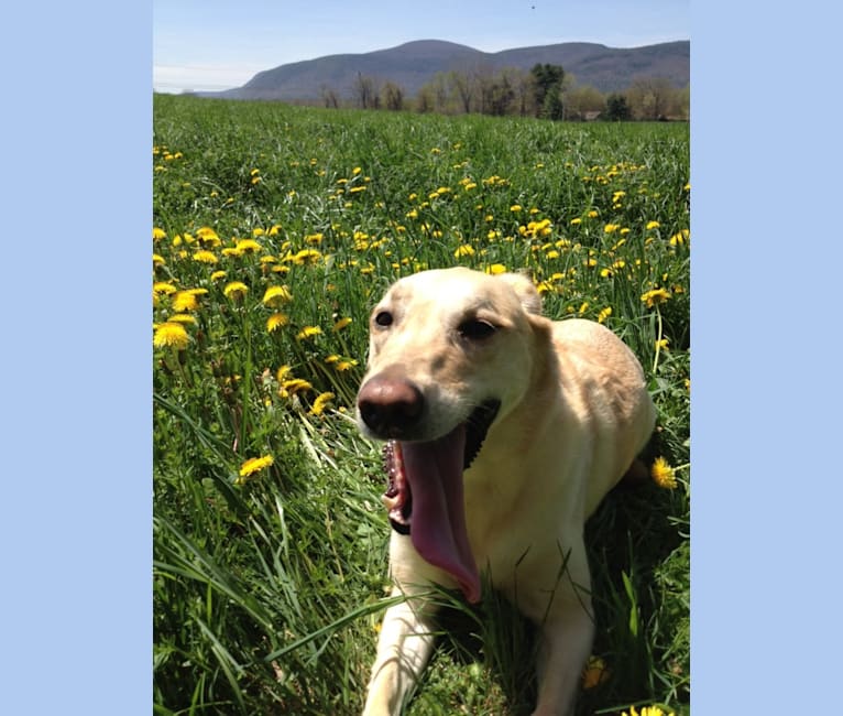 June, a Labrador Retriever tested with EmbarkVet.com