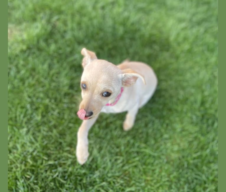 Cutie, a Chihuahua and Poodle (Small) mix tested with EmbarkVet.com