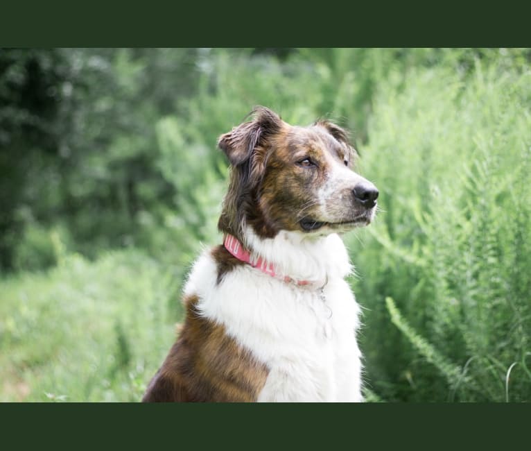 April, an American Pit Bull Terrier and Great Pyrenees mix tested with EmbarkVet.com