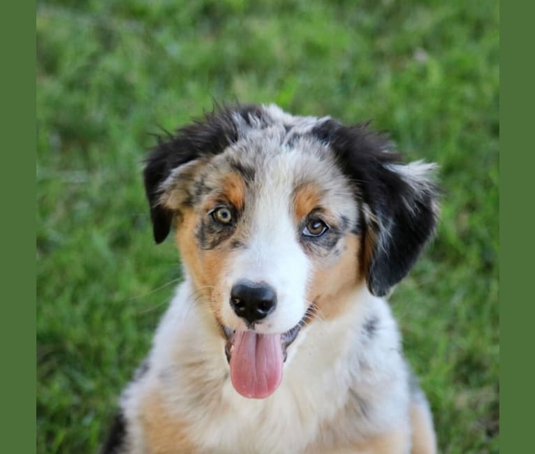 Gemma, an Australian Shepherd and Bernese Mountain Dog mix tested with EmbarkVet.com